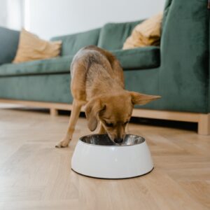 Smart Automatic Pet Feeder with App Timer