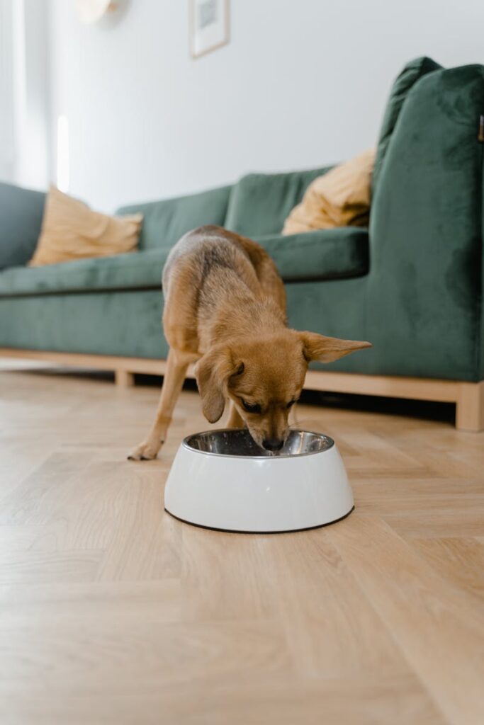Anti-Slip Slow Feeder Bowl Range